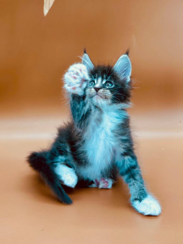 Charley-Male - Image 9