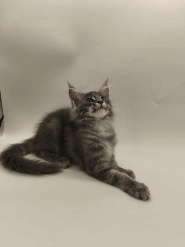 Leroy-Male - Image 5