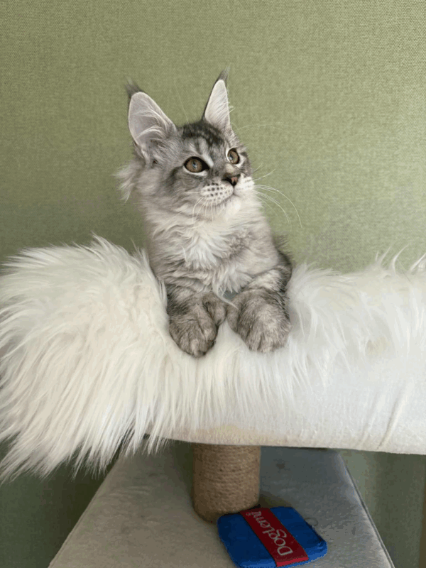 Nafaniel-Male - Image 17
