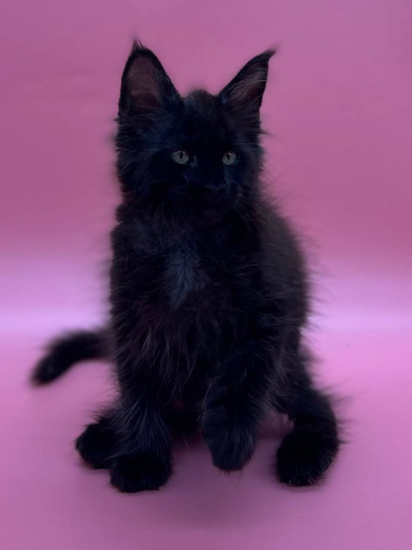 Coco-Female - Image 6