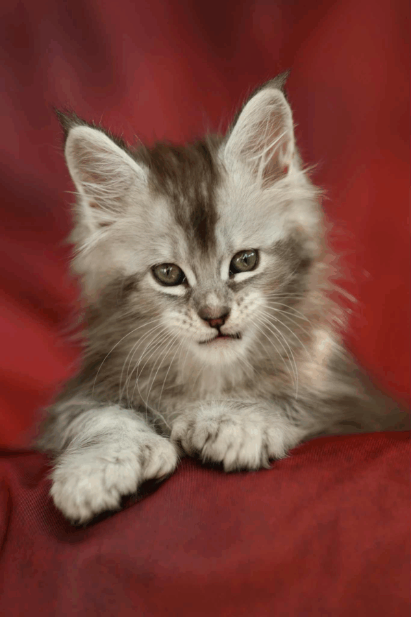 Nafaniel-Male - Image 11
