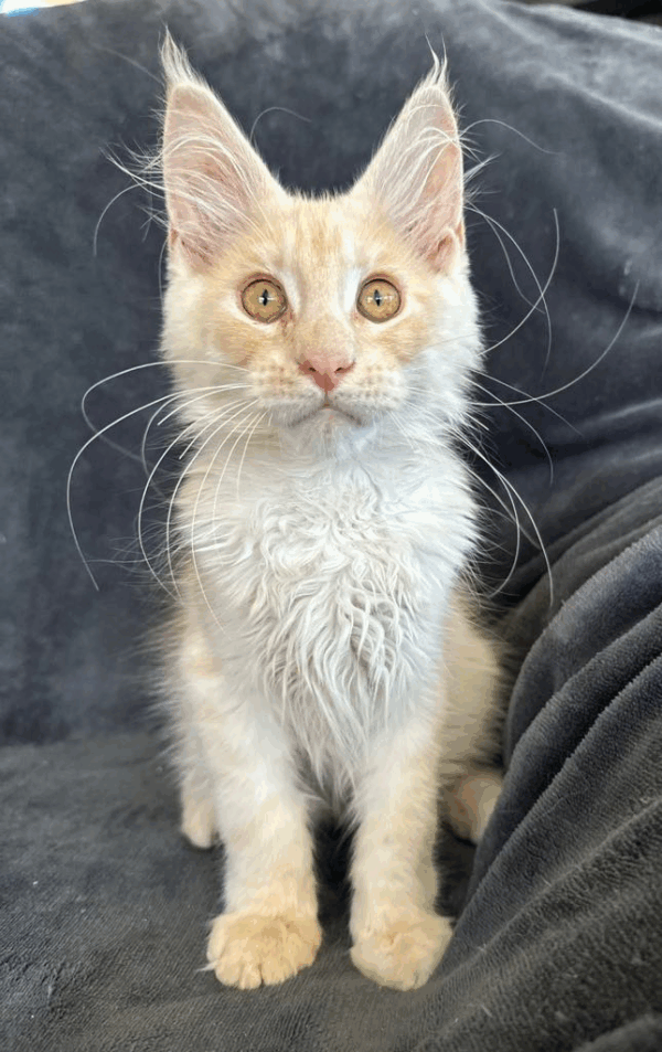 Casper-Male - Image 4