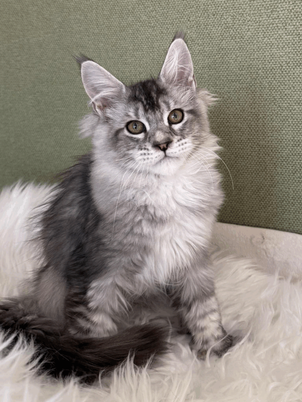 Nafaniel-Male - Image 15