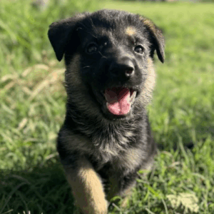 Ranger-Male