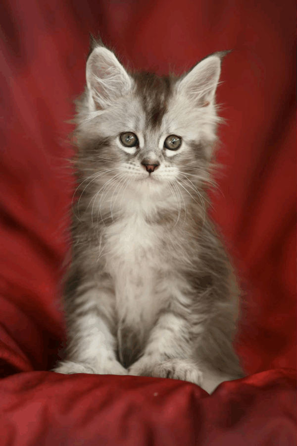 Nafaniel-Male - Image 4