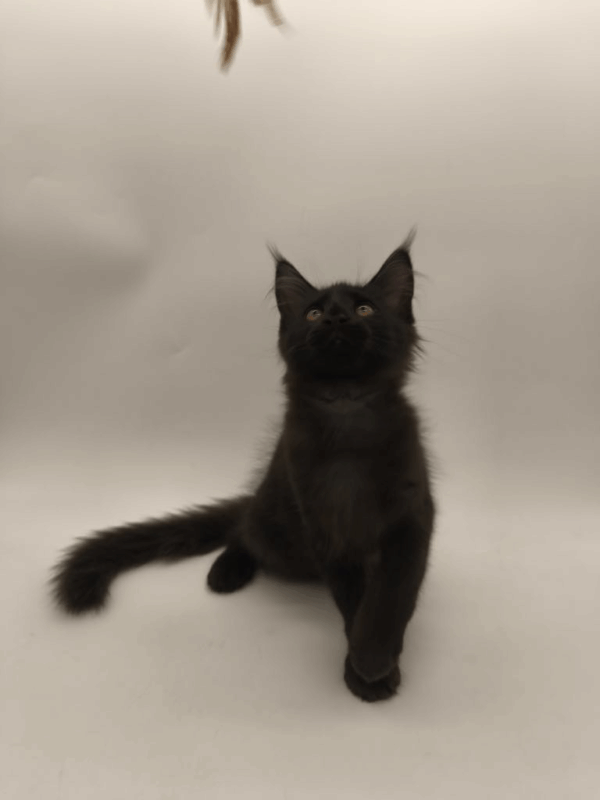 Lucky-Male - Image 5