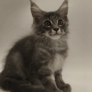 Leroy-Male