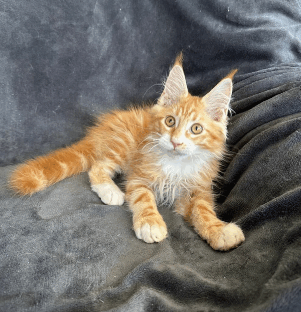 Calvin-Male - Image 4