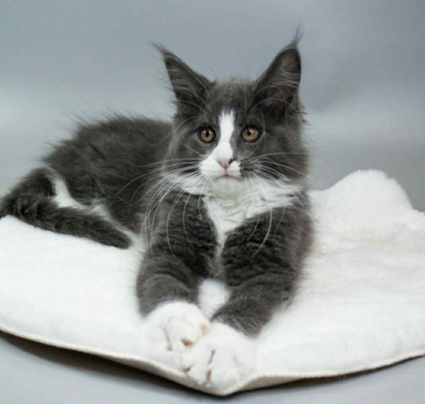 Klaus-Male - Image 2