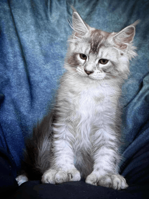 Nafaniel-Male - Image 15