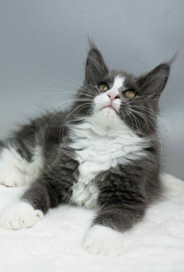 Klaus-Male - Image 4