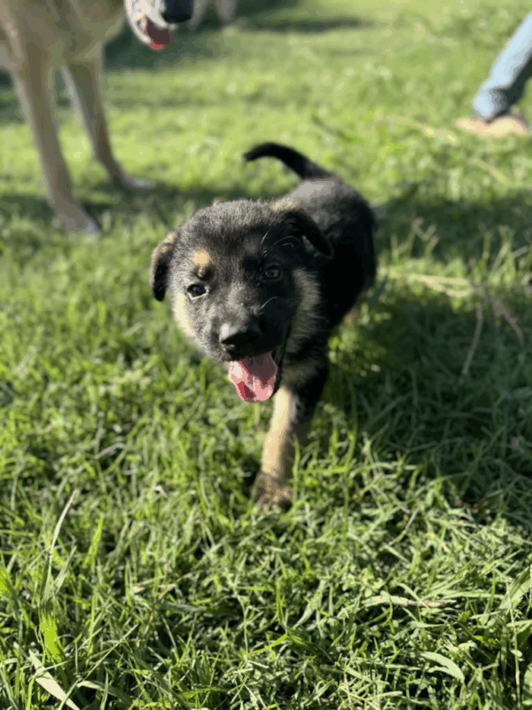 Ranger-Male - Image 8