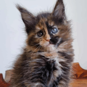 Puma-Female