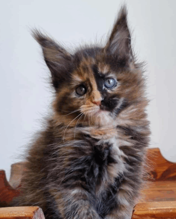 Puma-Female