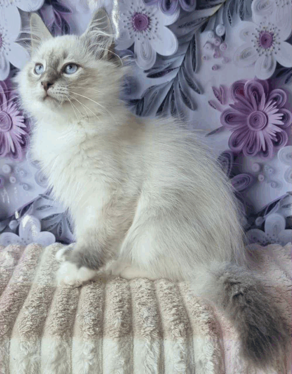 Maylo-Male - Image 4