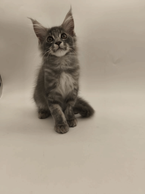 Leroy-Male - Image 12