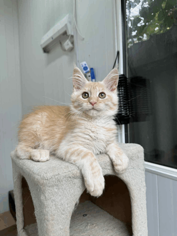 Leo-Male - Image 6