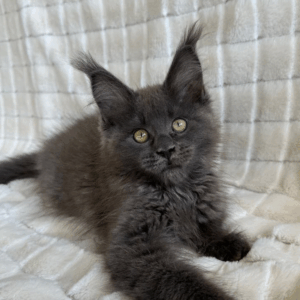 Boris-Male