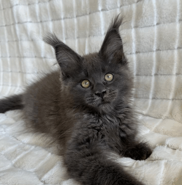 Boris-Male