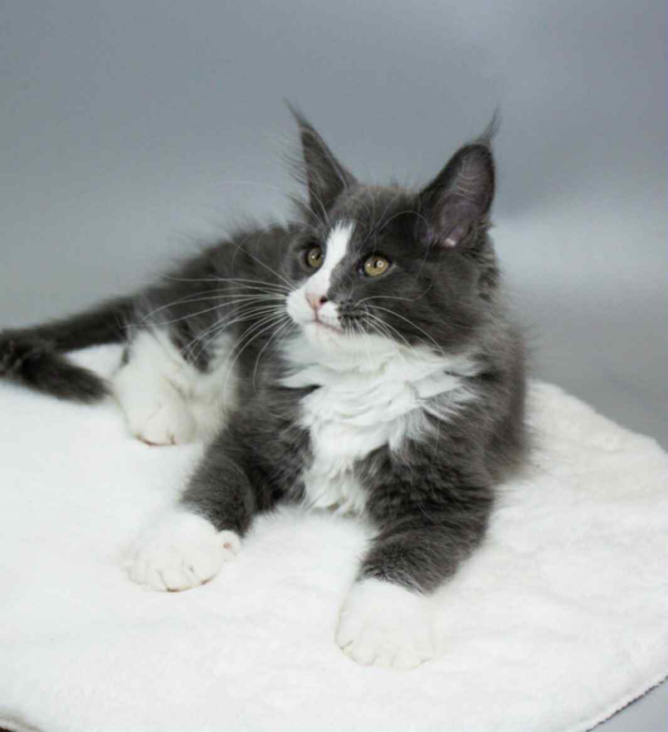 Klaus-Male - Image 5