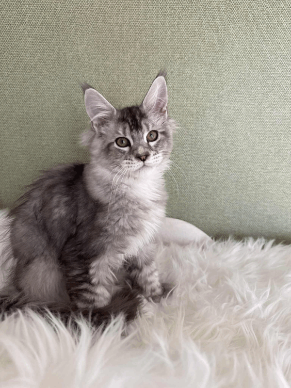 Nafaniel-Male - Image 16