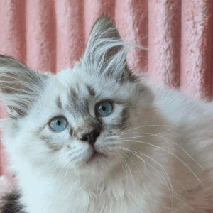 Minka-Female