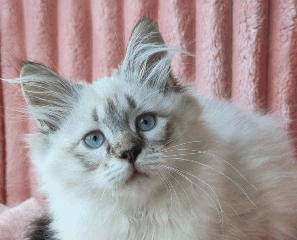 Minka-Female
