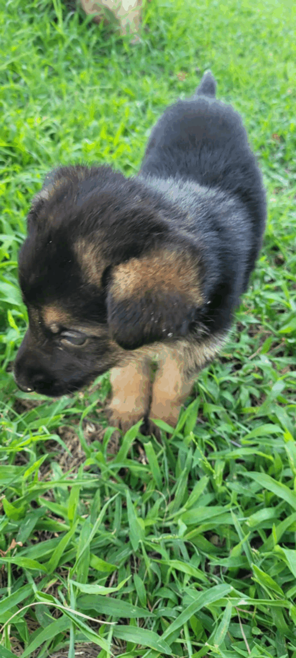 Penny-Male - Image 7