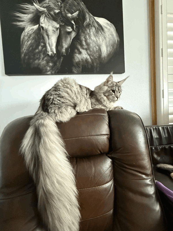 Thander-Male - Image 4