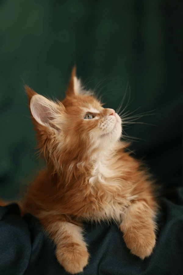 Neznaika-Male - Image 3