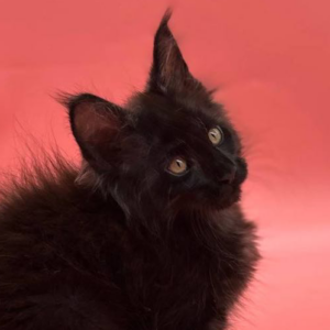 Coco-Female