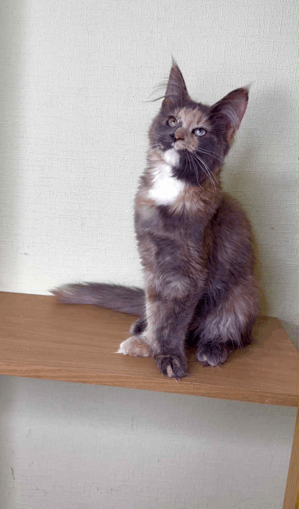 Mira-Female - Image 4