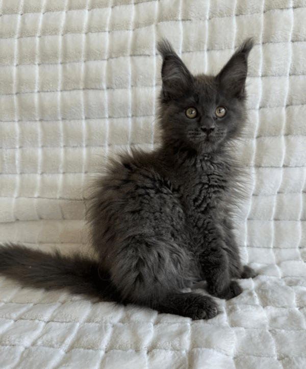Boris-Male - Image 7