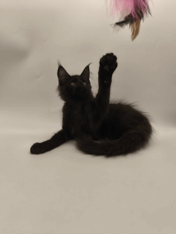 Lucky-Male - Image 3