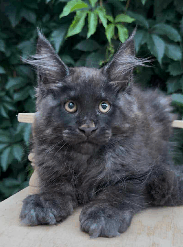Tempest-Male
