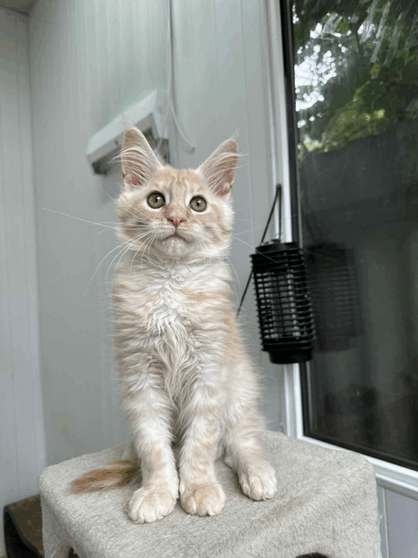 Leo-Male - Image 5