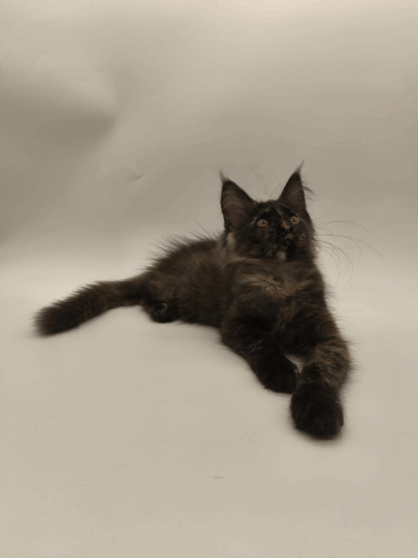Linda-Female - Image 8