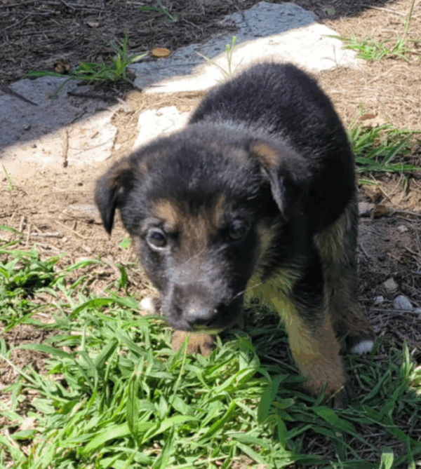 Ranger-Male - Image 3