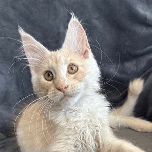 Casper-Male