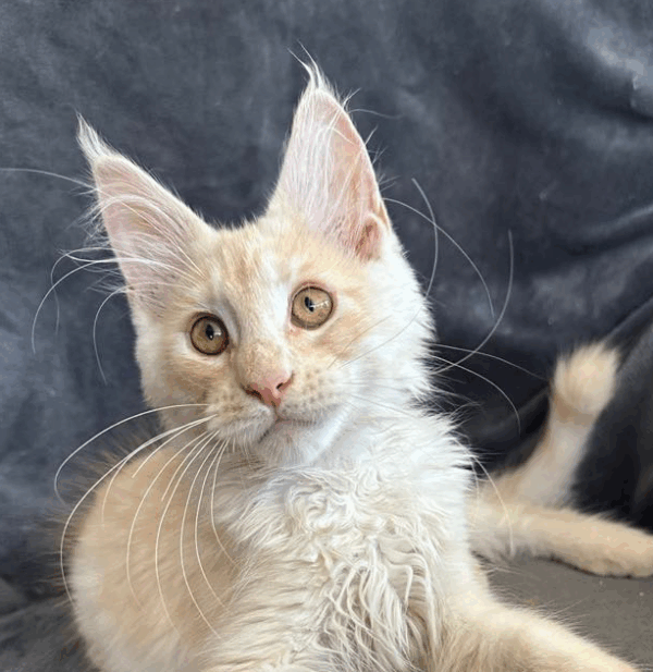 Casper-Male