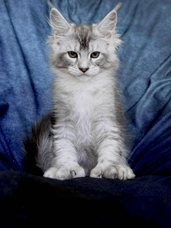 Nafaniel-Male - Image 13
