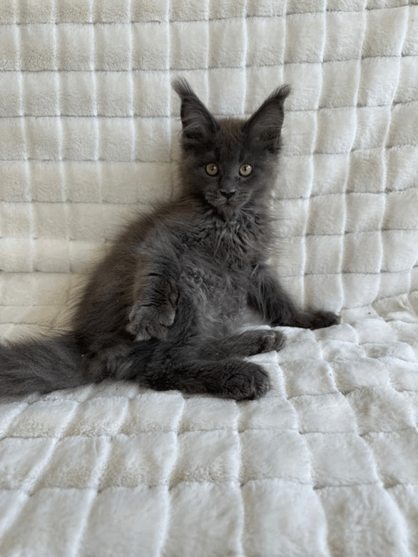 Boris-Male - Image 6