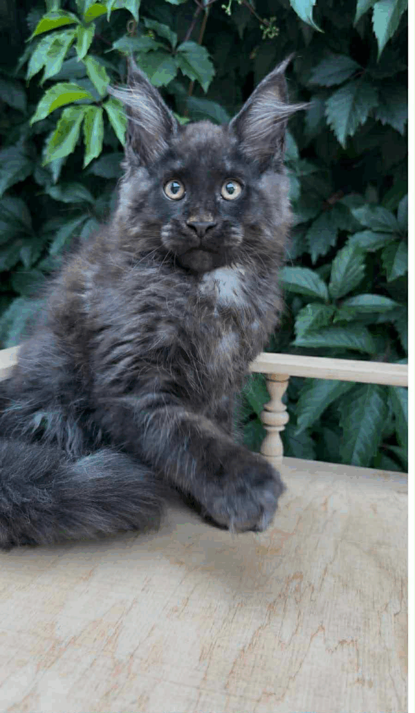 Tempest-Male - Image 3