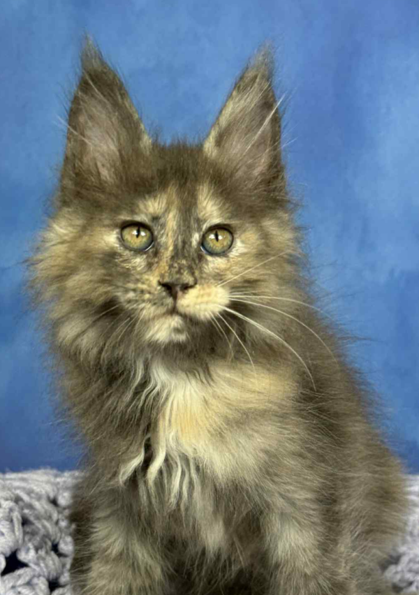 Pandora-Female
