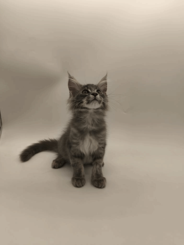 Leroy-Male - Image 6
