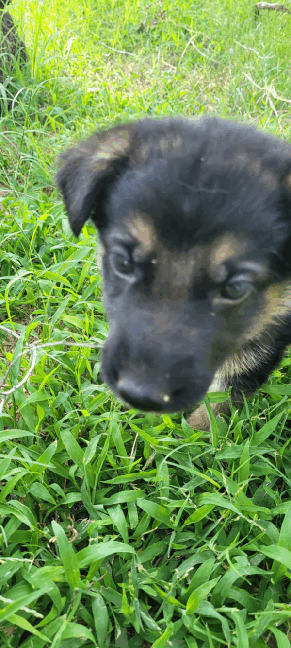 Penny-Male - Image 3