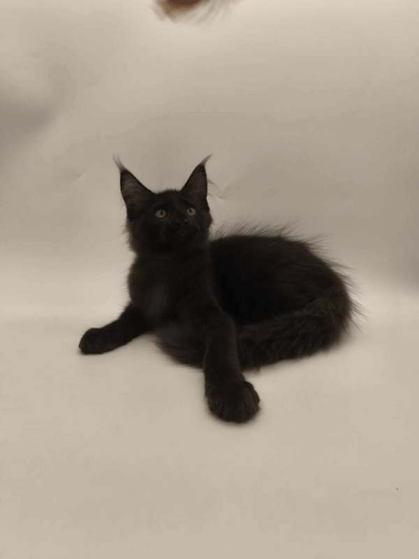 Lucky-Male - Image 4