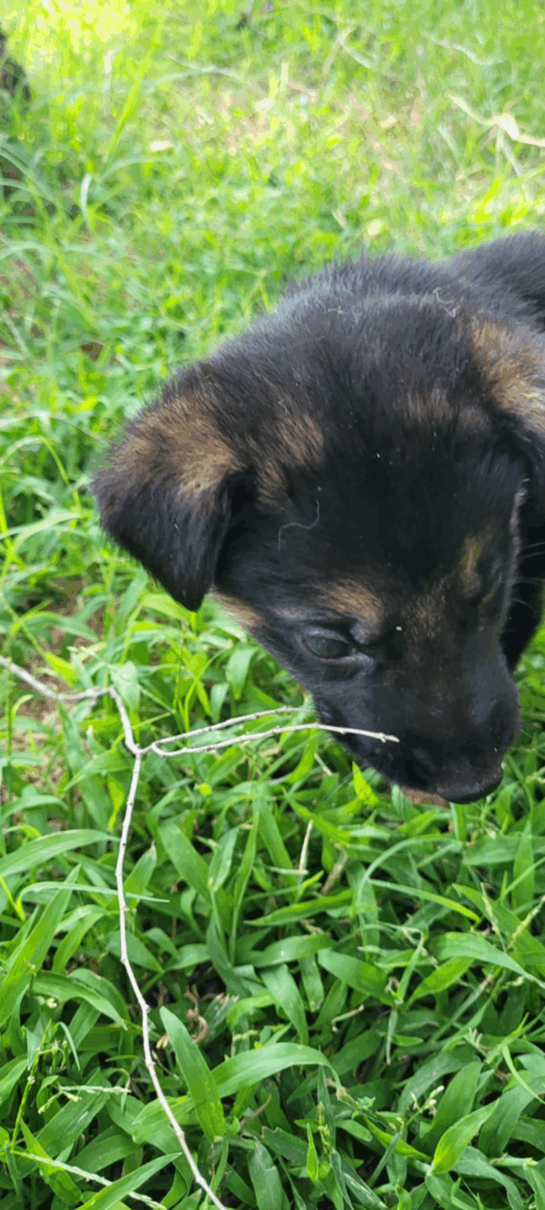Penny-Male - Image 4