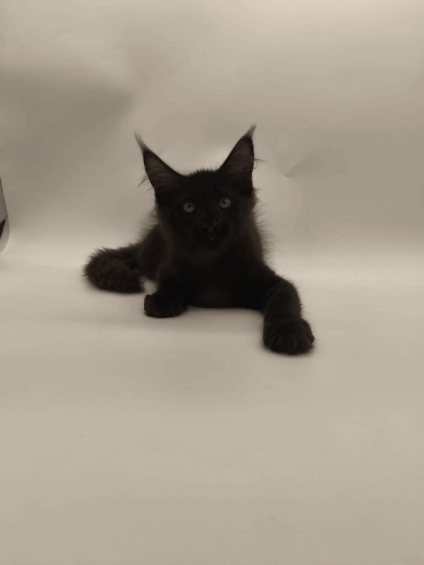 Lucky-Male - Image 7
