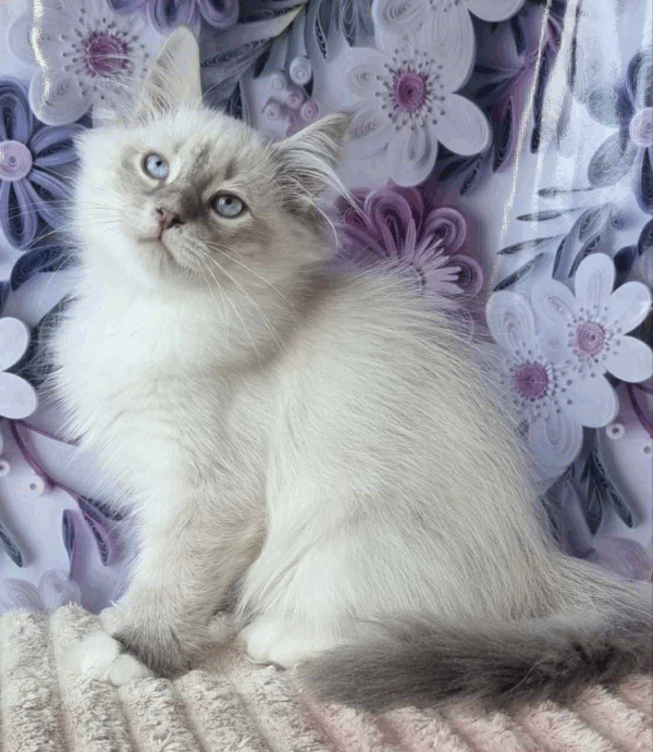Maylo-Male - Image 5